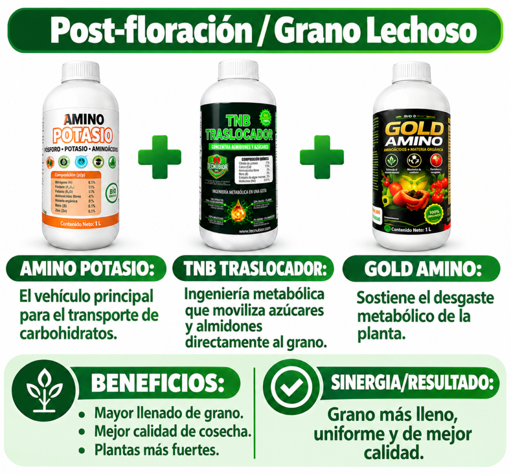 Paquete de Post-floración / Grano Lechoso- Tecnubior